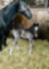 IMG_8148.jpeg