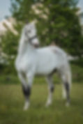 IMG_9051-Modifier.jpg