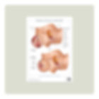 Anatomy Chart Female Ejaculation and Squirting by Andrew Barnes