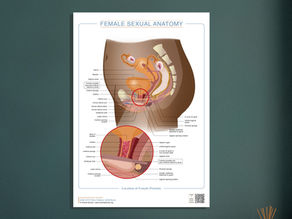 Demystifying Female Genitalia: Chapter 3 - Female Prostate, Skene's Glands, and Para-urethral Glands – What's What?