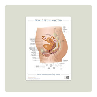 Demystifying Female Genitalia: Chapter 6 - Exploring the Complete Female Genital Anatomy