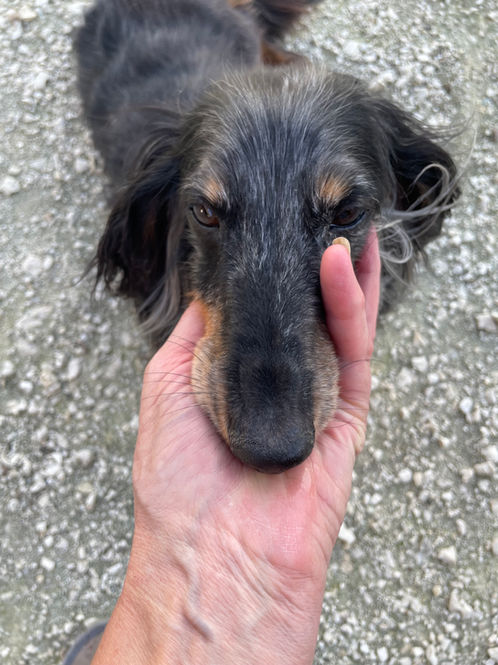 Le Domaine du Perchet Dressage et entrainement canin, pension canine, enclos cynégétique à Dirac