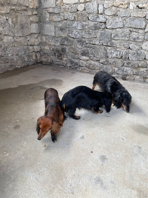Le Domaine du Perchet Dressage et entrainement canin, pension canine, enclos cynégétique à Dirac