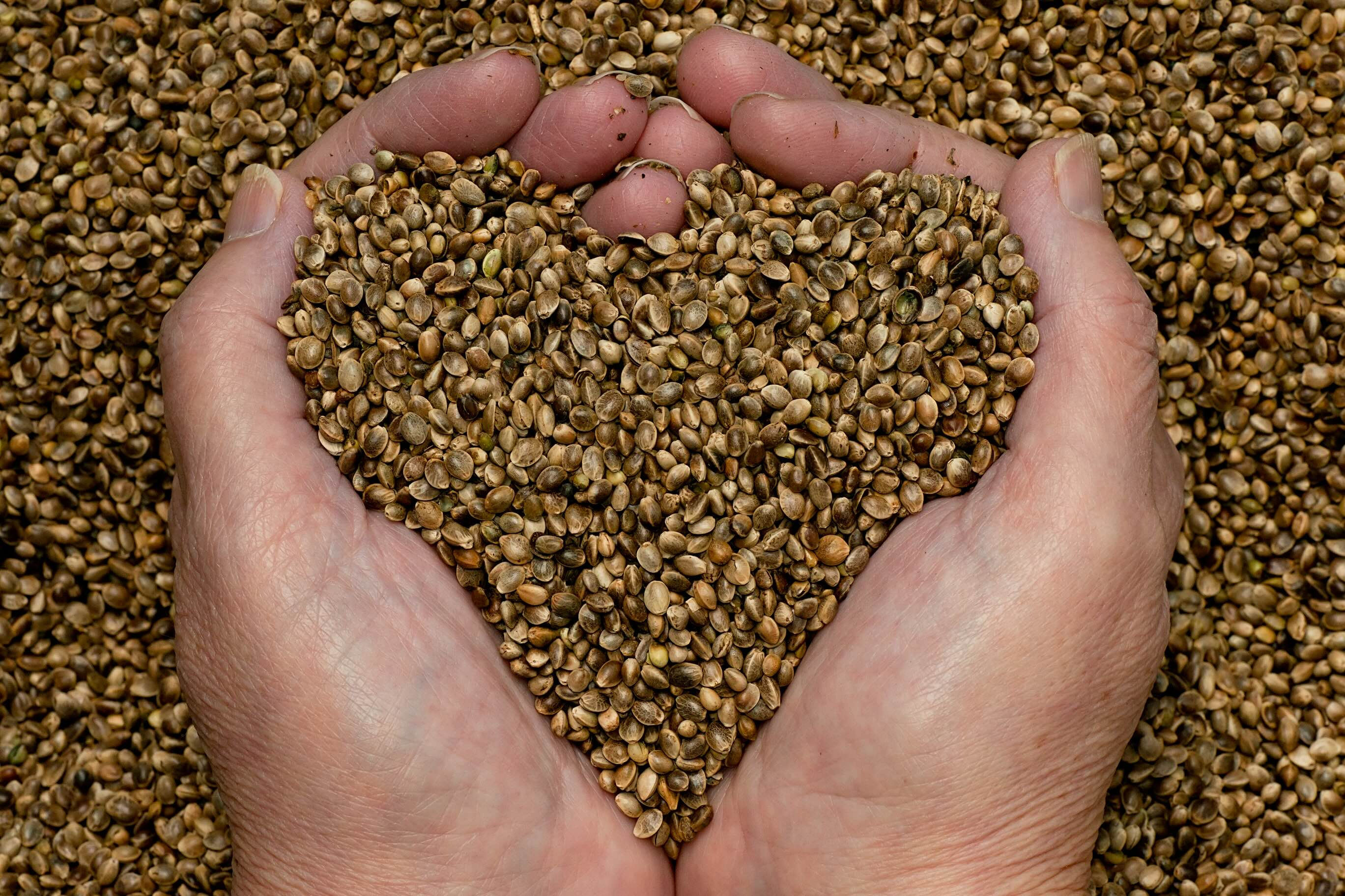 Himalayan Hemp® Seeds