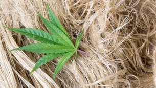 Know what exactly is Hemp? - A fiber, a drug, or a plant