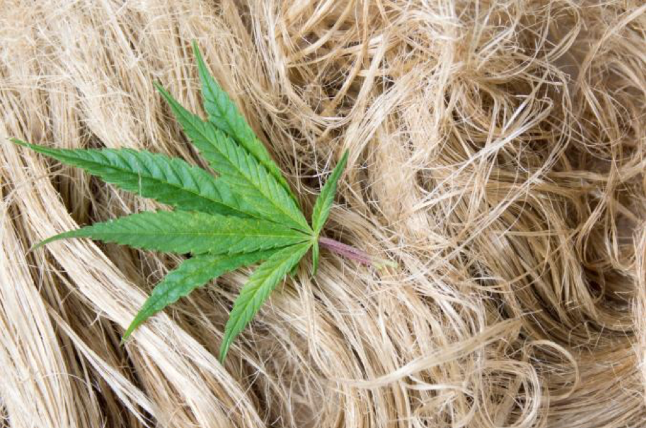 Know what exactly is Hemp? A fiber, a drug, or a plant