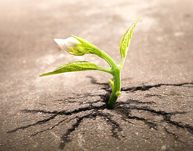 sprout-1147803_1920_edited.jpg