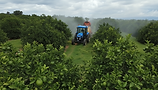 Tractor spraying citrus orchard.png