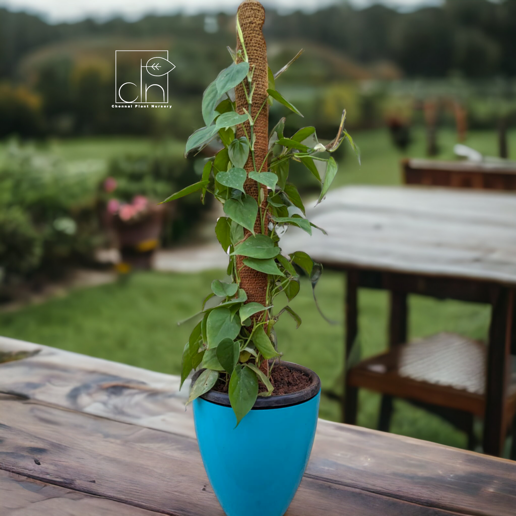 Money plant -Heart shaped 2ft