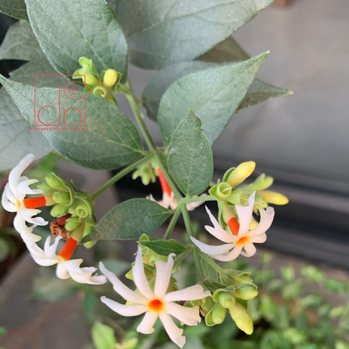 Night jasmine/pavazhamalli ChennaiPlantNursery