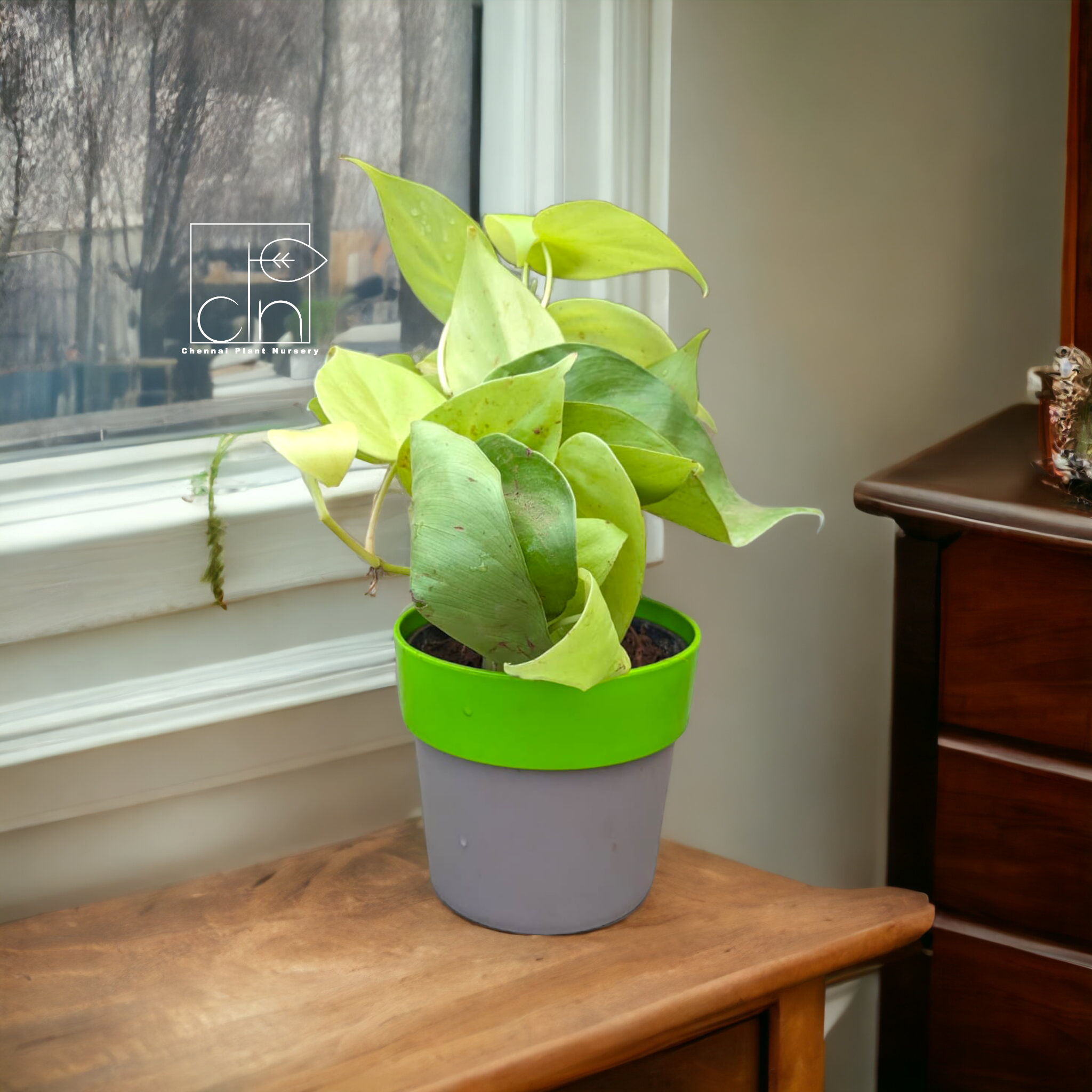 Money plant with green grey pot