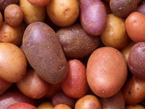 Which potato for what job