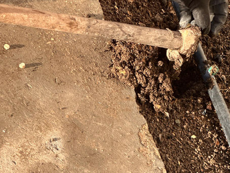 Huerto curso 2025/2026