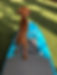 Paddle board.jpg