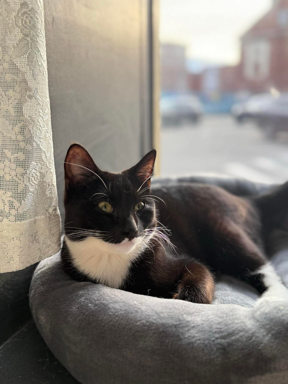 Black and white cat in a cat bed