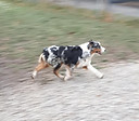 ginny go.jpg