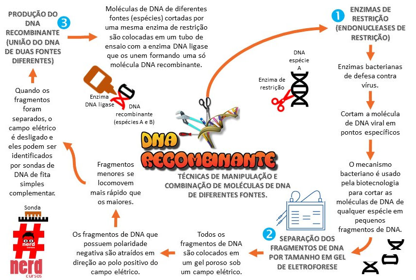 Mapas mentais dna recombinante.jpg