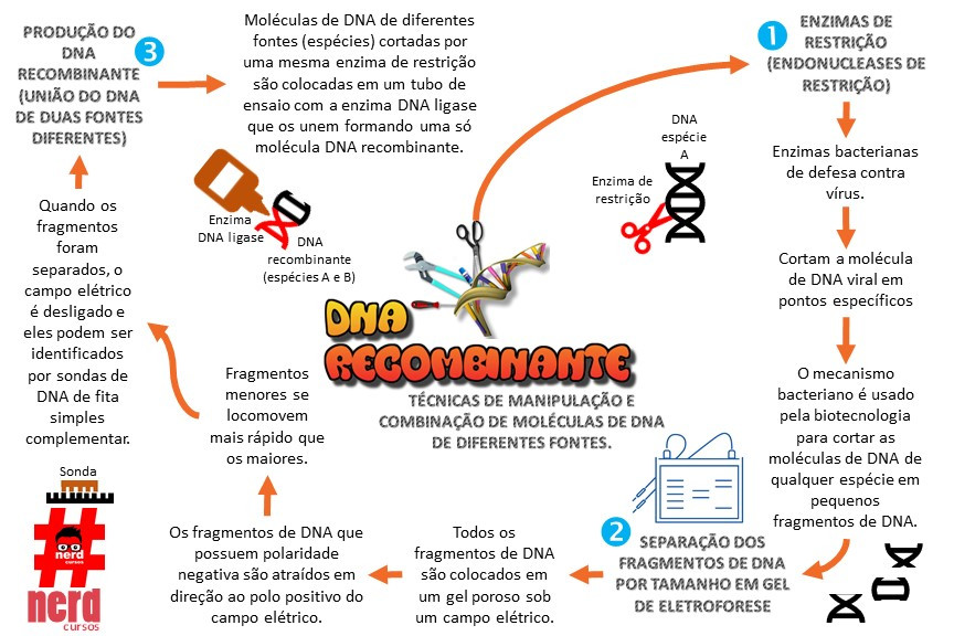 As Principais Ferramentas Empregadas Na Tecnologia Do Dna Recombinante