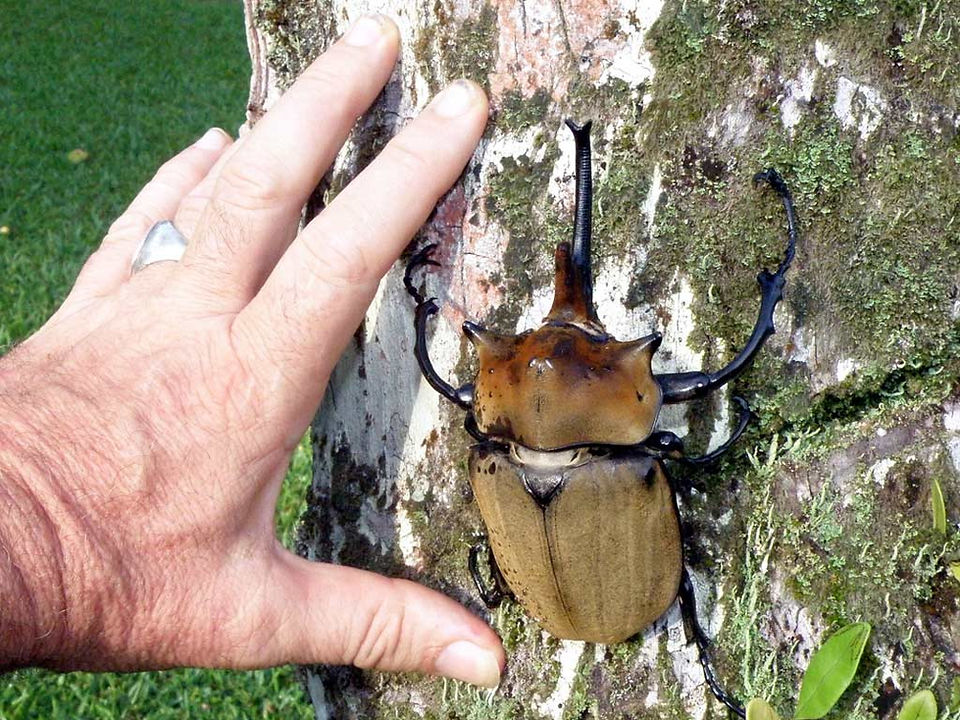Besouro elefante - Megasoma elephas