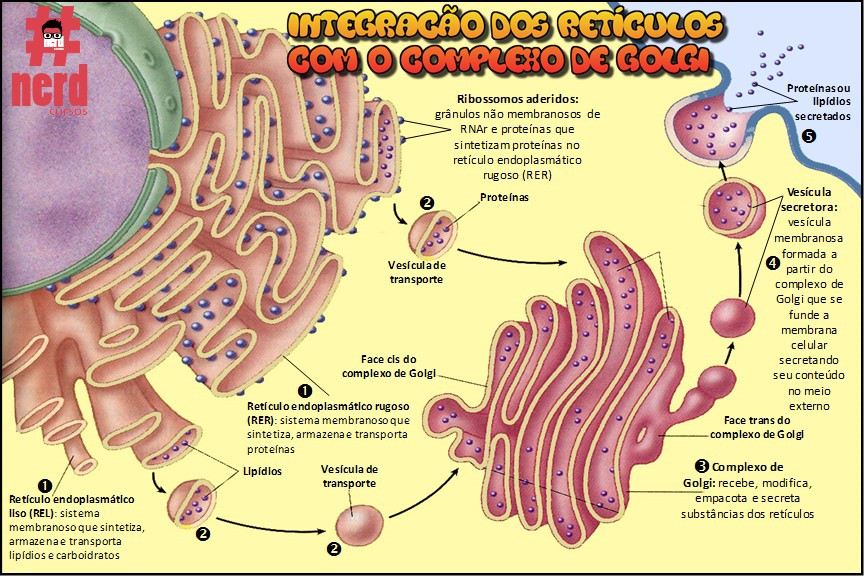 Retículos e complexo de Golgi | nerdcursos