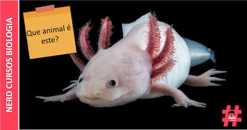QUE BICHO É ESTE?