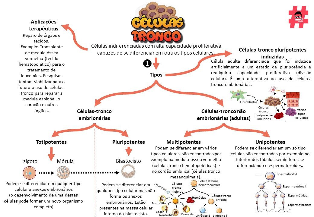 Resumo Das Celulas Tronco - NAZAEDU