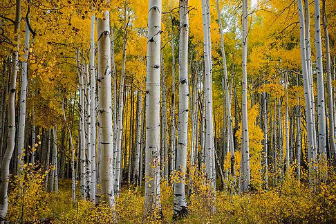 aspen.jpg