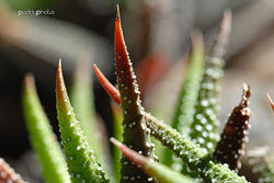Succulent.jpg