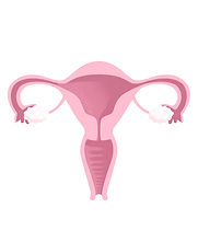 uterus_edited.jpg