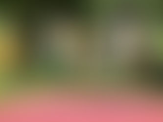 【全美小學班】新北市植樹活動 × 為地球種下一棵樹