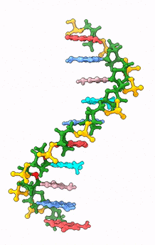 DNA-ds-1.gif