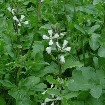 Rucola bloeiend