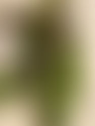 Red Kale And Green Apple Soup