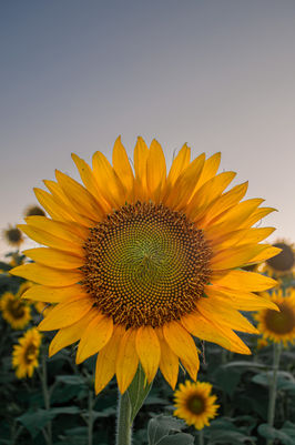 Sunlit Kansas sunflowers with warm tones and soft shadows