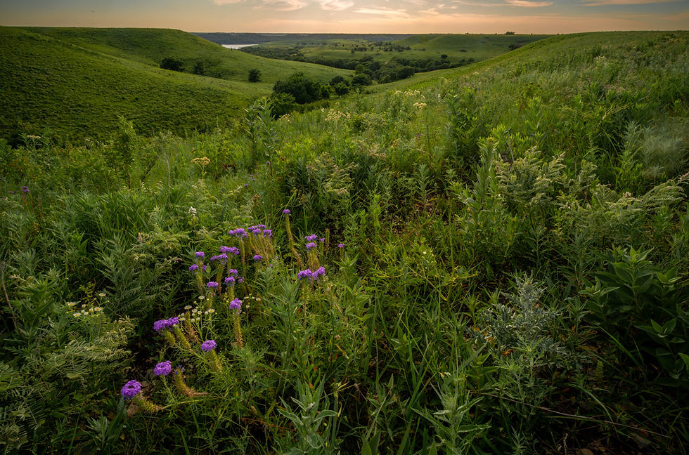 Rolling green hills with wildflowers under a serene sunset sky. A river is visible in the distance, creating a peaceful landscape.