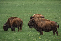 tallgrass-prairie-bison-web-5.jpg