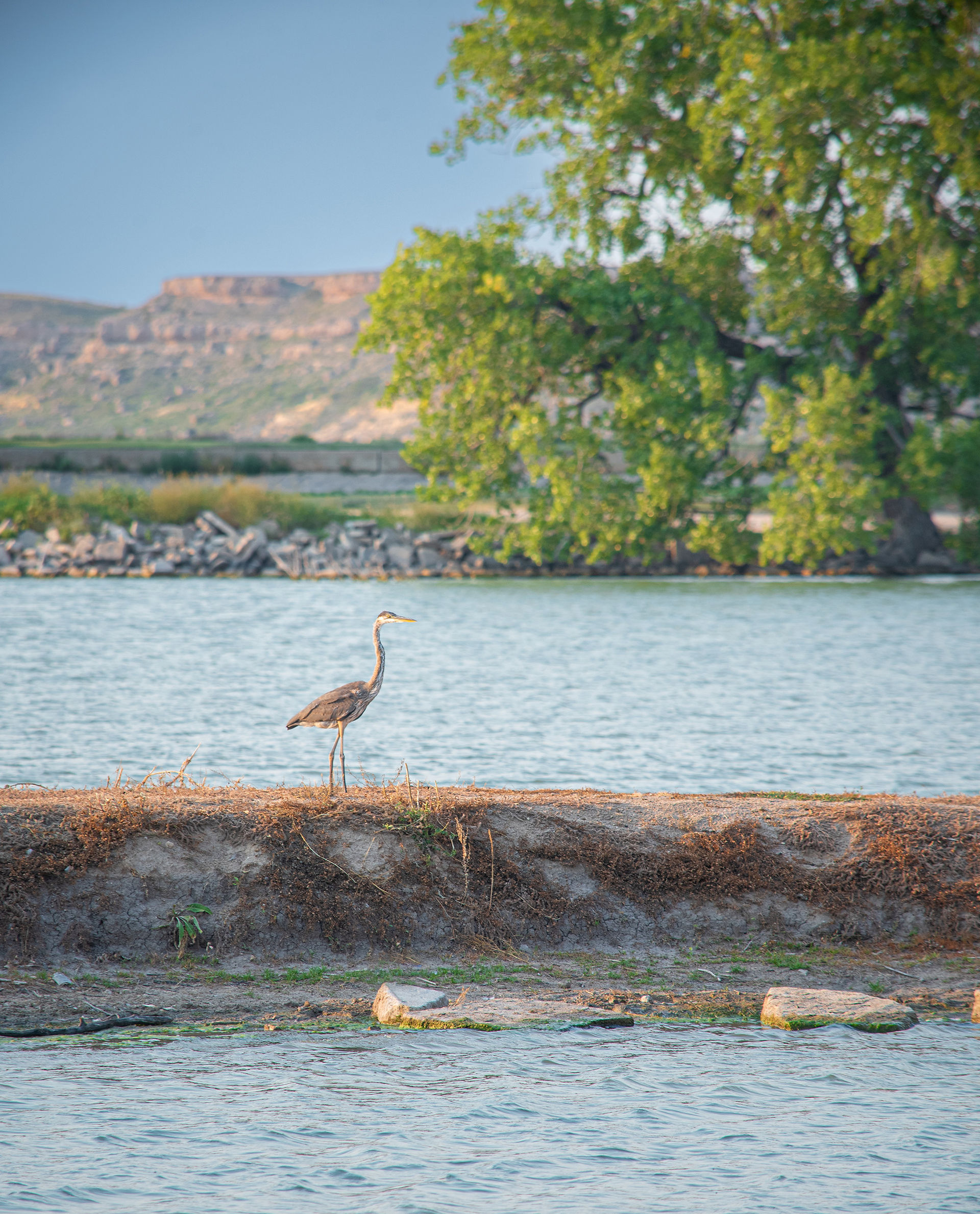 A grey crane stands on jetty, with a lake and green trees in the background