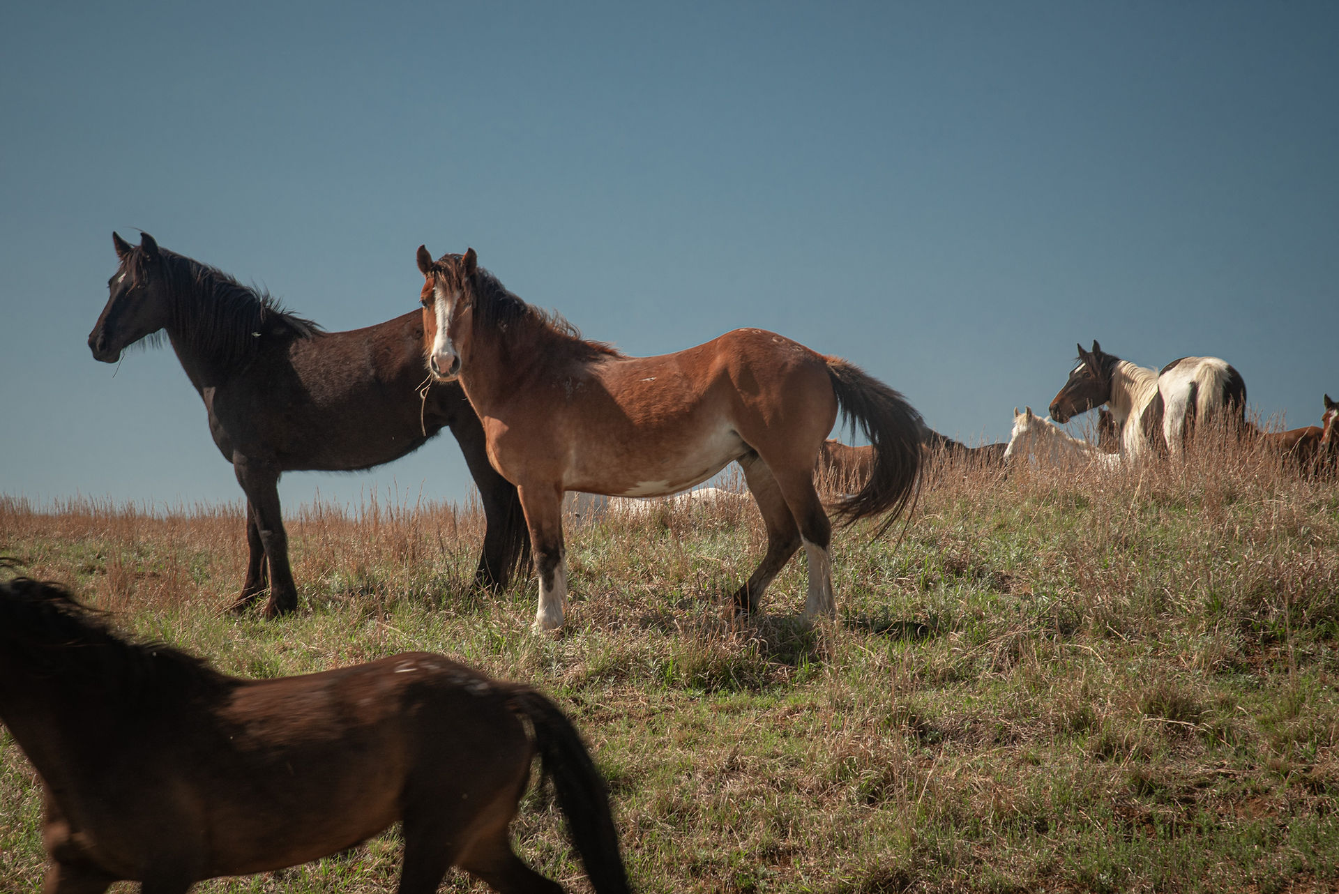 A herd of horses are standing on a hill. One horse is looking directly at the camera
