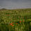 Thumbnail: Konza Prairie Wildflowers