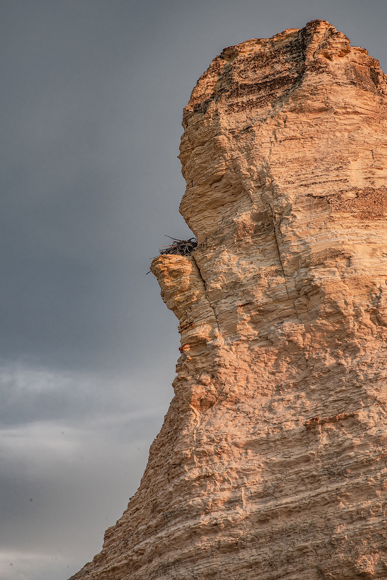 Close up of a birds next on the chalk formation