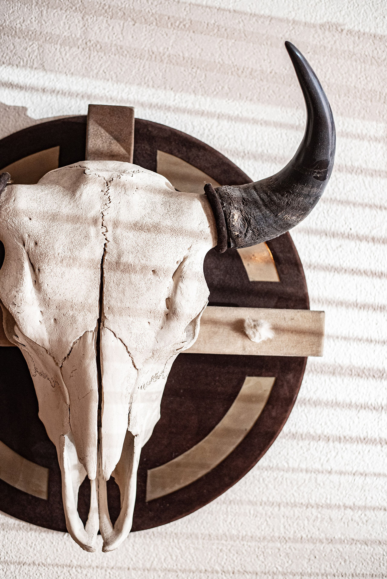 A mounted bull skulls is hanging on a wall, window blinds cast a shade across the skull