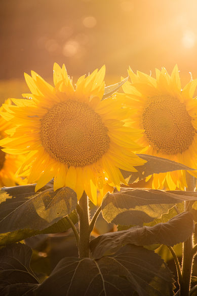 Early evening light casting a golden glow over a sunflower field