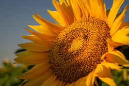 Close view of sunflower petals glowing in natural sunlight