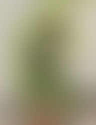 Dispose Old Rotting Plants With Junk Value Recycling In Singapore