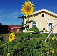 Päätalo.webp