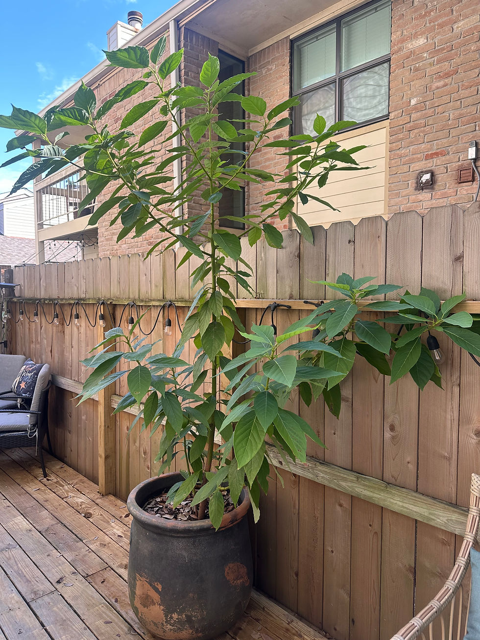 Mature avocado tree
