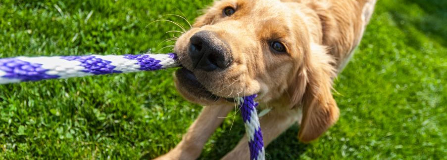 dog playing.jpg