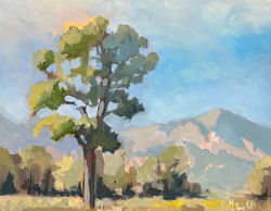 Walker Ranch Cottonwood