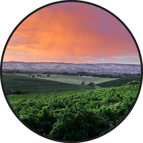 Sunset over the vineyard