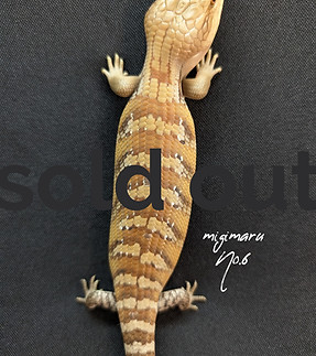 Gallery_1750395027555_edited.jpg